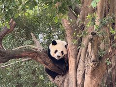 -广州长隆野生动物世界