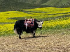 -扁都口生态休闲旅游区