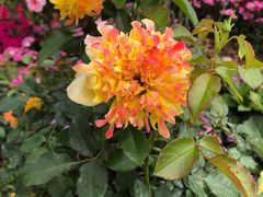 -深圳国际园林花卉博览园