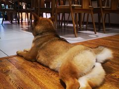 -柴务处·柴犬主题狗咖