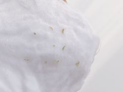 点击看大图 -SKIN79皮肤管理中心