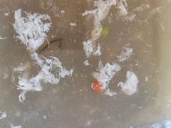西湖莼菜汤-那家老院子东北菜·饺子·小鸡炖蘑菇(艳华街店)
