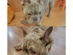 -柯斗斗主题餐厅·狗咖·围炉煮茶·茶饮(国瑞升平里店)