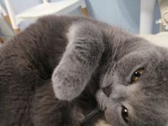 -喵的天空名猫咖啡馆·撸猫·猫舍·用品