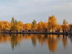 -金塔沙漠胡杨林景区