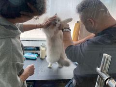 -糯米喵星人总部直营旗舰店·猫舍·幼猫出售