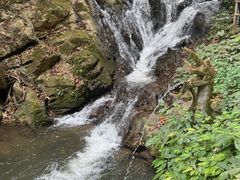 -莫里热带雨林景区