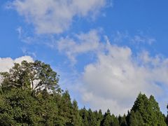 -武陵山森林公园
