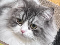 -萌兽医馆·宠物医院·猫骨科(创景店)