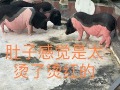 -造物庄园 萌宠纪(苏州湾歌林公园店)