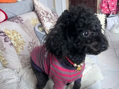 -蜜雪冰城(武进区吾悦店)