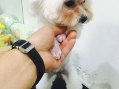 -FAELING PETS美天灵宠物(富力广场店)