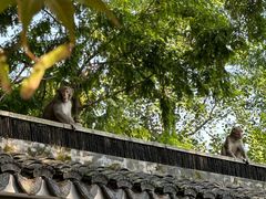 -苏州上方山国家森林公园