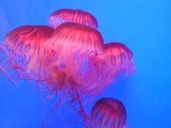 -江和美海洋公园