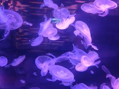 -顺德南宏海立方海洋公园