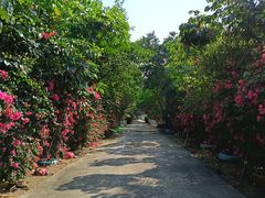 -天下先生态园农庄CS团建露营地(海鸥岛店)