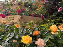 -人民公园(罗湖区)