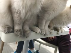 -喵的天空名猫咖啡馆·撸猫·猫舍·用品