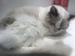 -喵喵咪呀布偶猫咖(春熙路店)