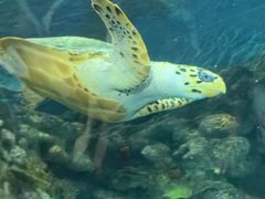 -上海海洋水族馆