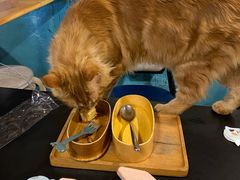 -猫小院猫主题咖啡厅(北锣店)