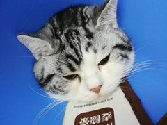 -爱妮康宠物医院·干细胞免疫细胞·肿瘤·心脏(张江店)