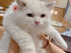 -滚猫咖啡·猫咖·猫友好撸猫(未来城店)