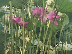 -长春市南湖公园