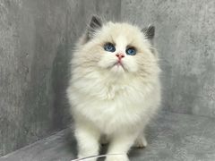 -小猫来了·猫舍(红山六九七九店)