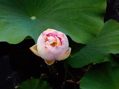 -荷塘月色湿地公园·向阳花洲