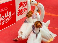 -灵玲国际马戏城