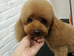 -八公叔叔宠物美容连锁(春申店)