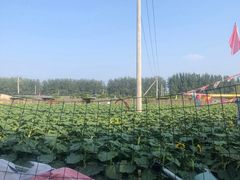 -河北村民俗体验园