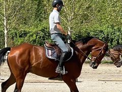 -北京群众马术培训基地