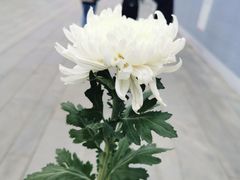 -侵华日军南京大屠杀遇难同胞纪念馆
