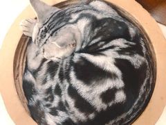 -老吴的猫·猫舍(新区店)