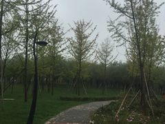 -洨河生态公园