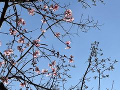 -高东镇樱花园