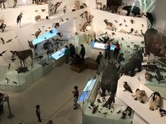 -墨尔本博物馆(Melbourne Museum)