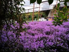 -金马仑薰衣草花园(Cameron Lavender)