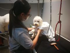 -PETKIT 小佩宠物·低压洗护·美容·寄养(安远店)