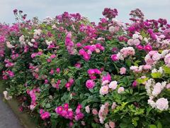 -贡湖湾湿地公园