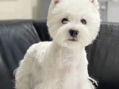-萌宠之家·腊肠犬·马尔泰·小体犬舍