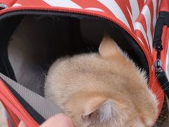-美联众合动物医院·24h转诊中心