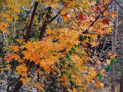 -北京西山国家森林公园