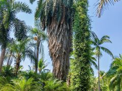 -中国科学院西双版纳热带植物园