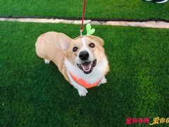 -汪说喵讲宠物乐园宠物酒店(红星美凯龙店)