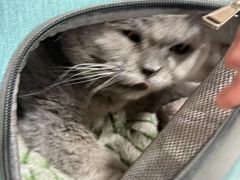 -瑞派宠物医院·犬猫全科·猫友好(宾水西道店)