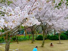 -新虹桥中心花园