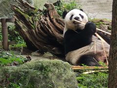 -都江堰中华大熊猫苑